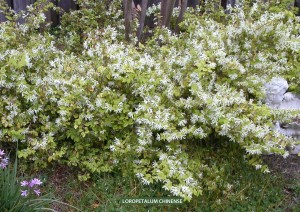 Loropetalum chinense - blooming